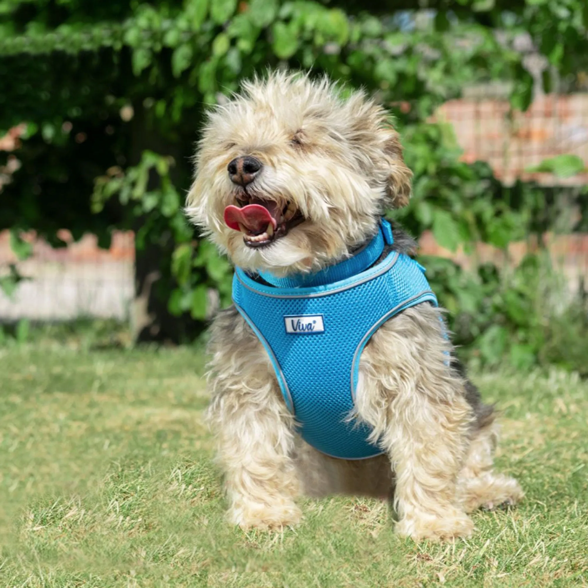 Ancol Viva Step In Dog Harness
