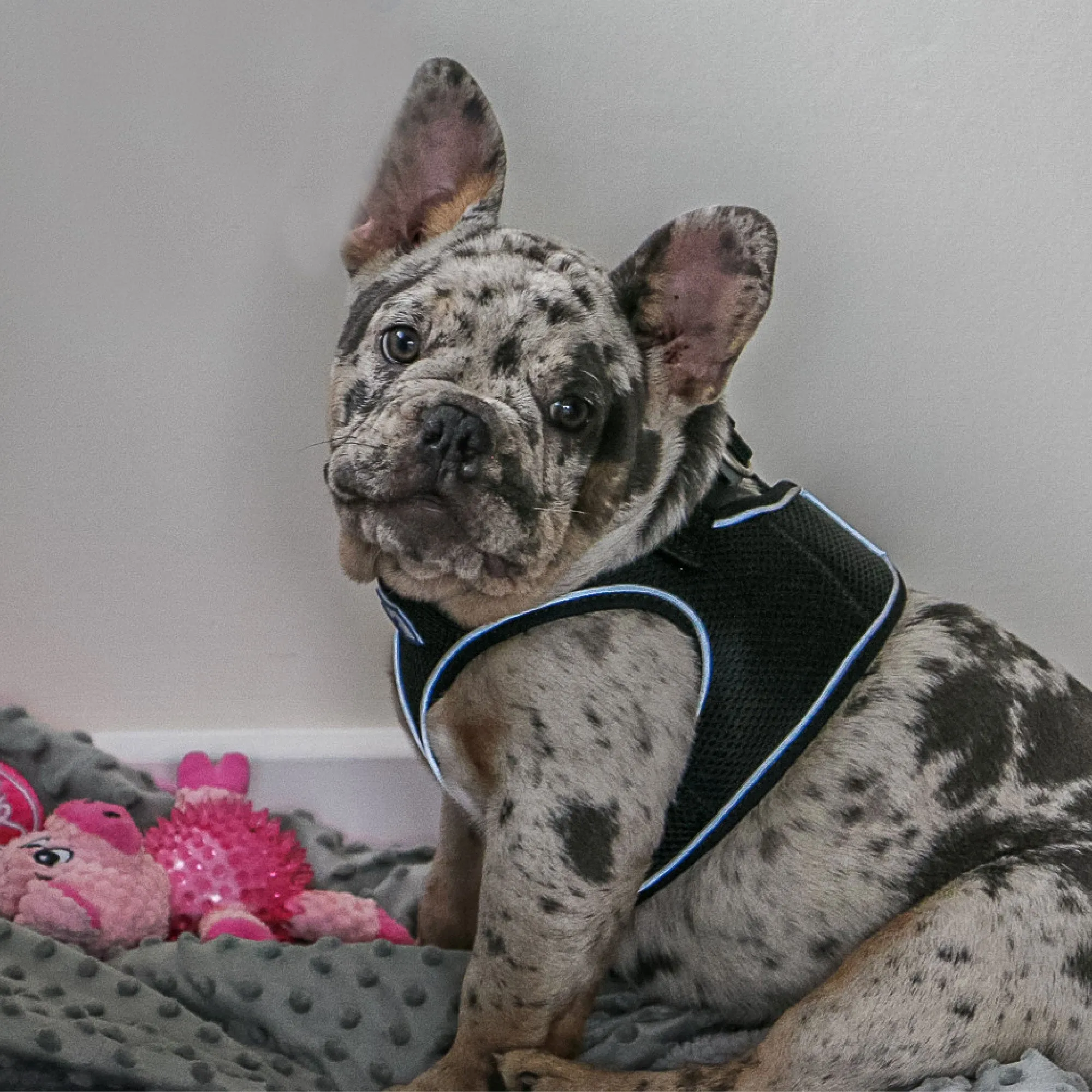 Ancol Viva Step In Dog Harness