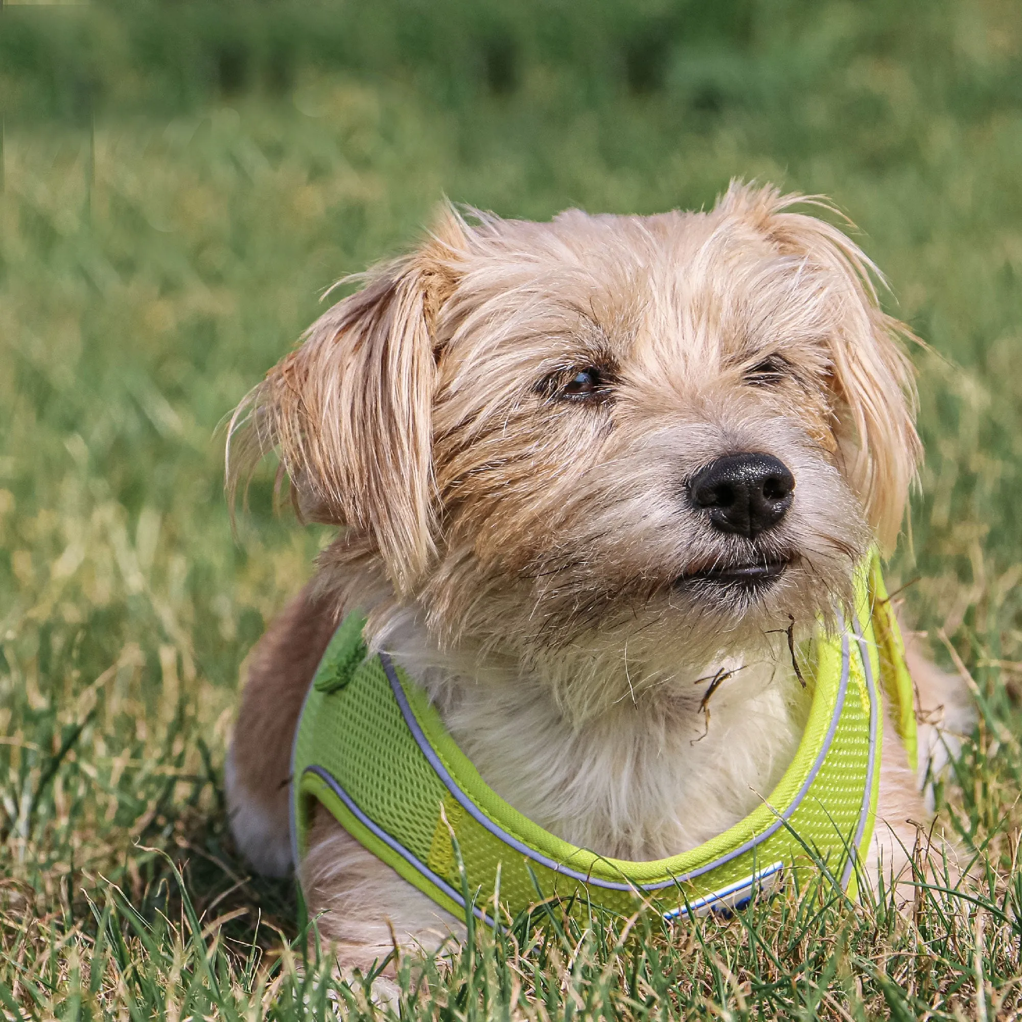 Ancol Viva Step In Dog Harness
