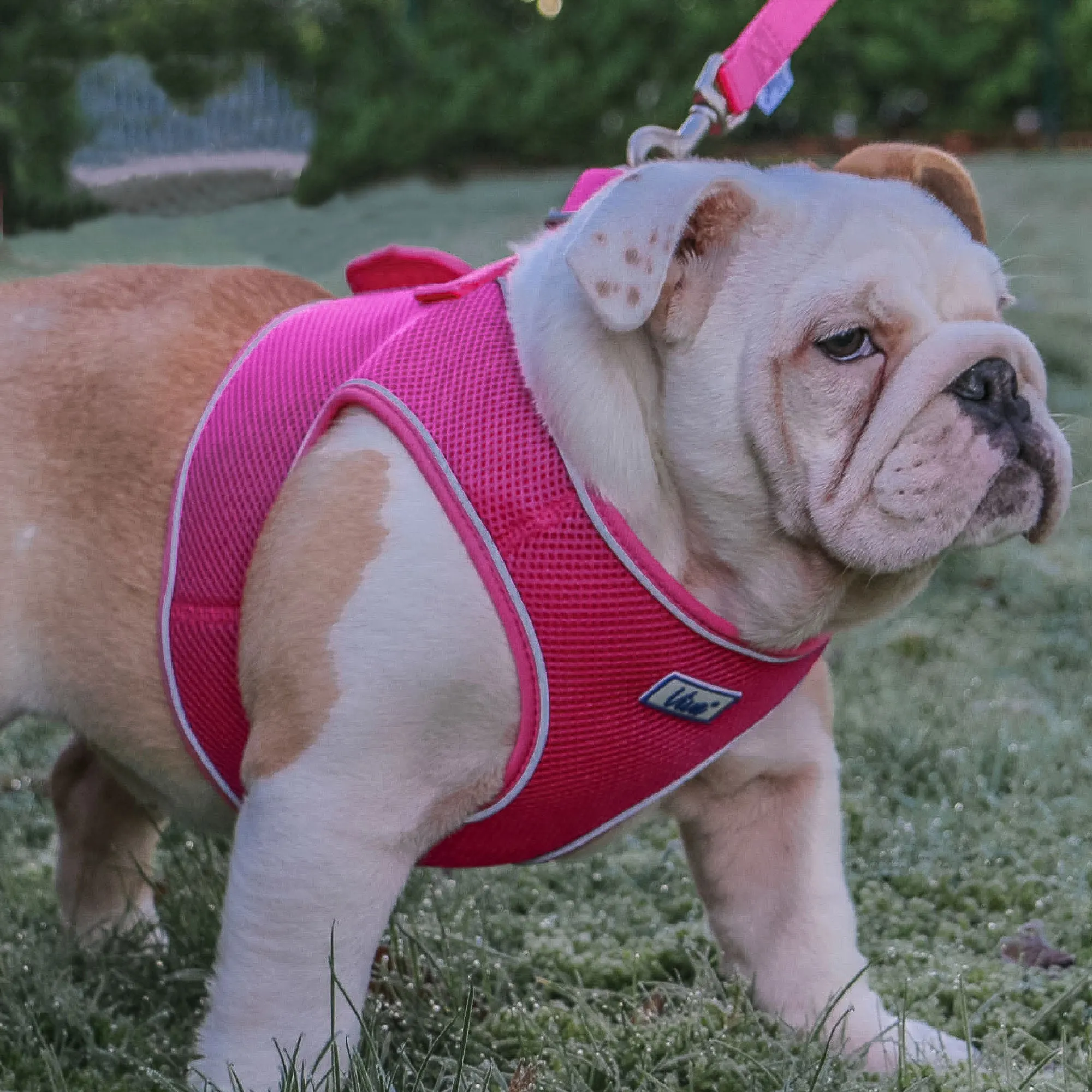 Ancol Viva Step In Dog Harness