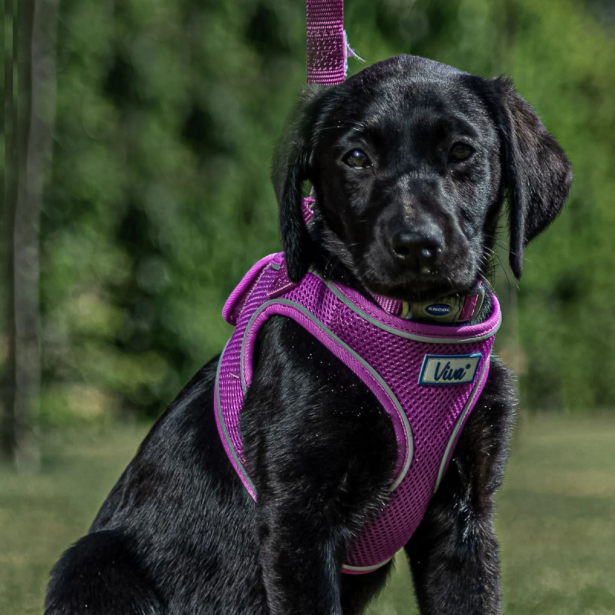 Ancol Viva Step In Dog Harness