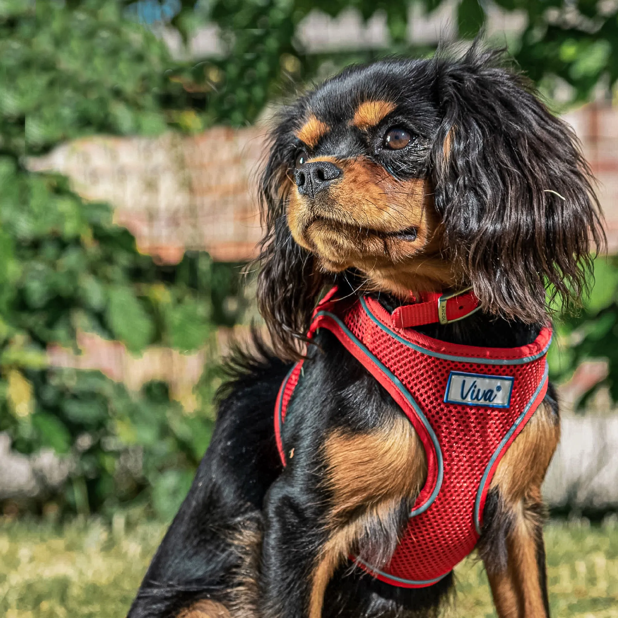 Ancol Viva Step In Dog Harness